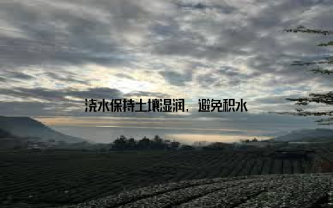 浇水保持土壤湿润, 避免积水