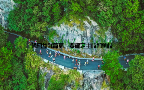 修剪盆栽葡萄, 要确定主枝和侧枝