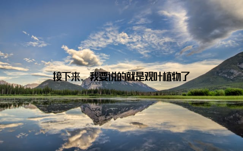 接下来, 我要说的就是观叶植物了