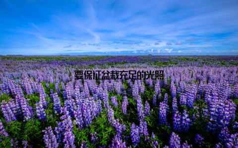 要保证盆栽充足的光照