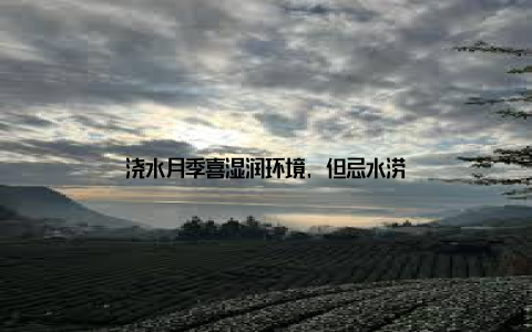 浇水月季喜湿润环境, 但忌水涝