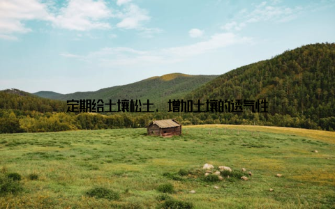 定期给土壤松土, 增加土壤的透气性