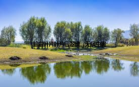 检查叶片叶片应翠绿、无病虫害
