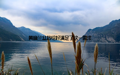 黄桷兰盆栽恰好满足了这一需求