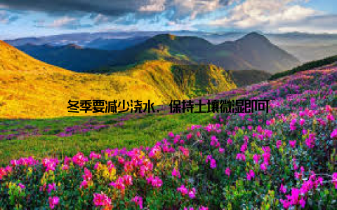 冬季要减少浇水, 保持土壤微湿即可