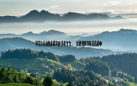 可以选择龟背竹、绿萝等品种