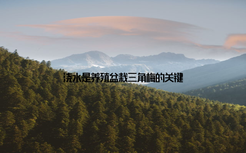 浇水是养殖盆栽三角梅的关键