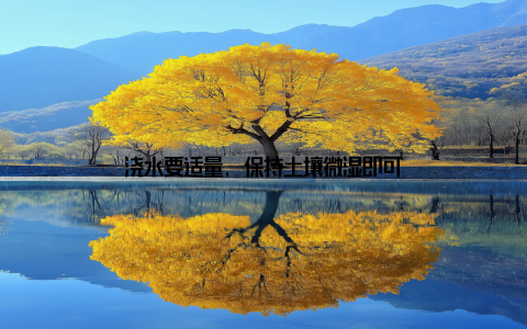 浇水要适量, 保持土壤微湿即可