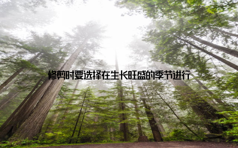 修剪时要选择在生长旺盛的季节进行
