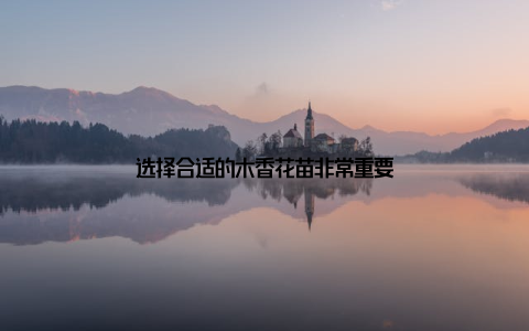 选择合适的木香花苗非常重要