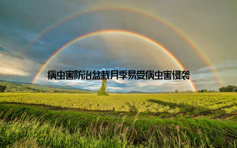 病虫害防治盆栽月季易受病虫害侵袭