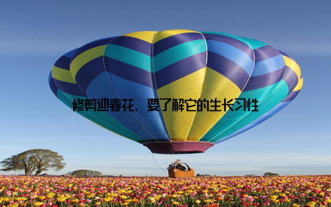 修剪迎春花, 要了解它的生长习性