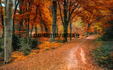 盆栽佛肚竹助力家居美化
