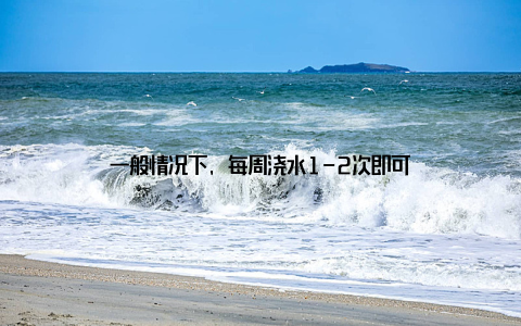 一般情况下, 每周浇水1-2次即可