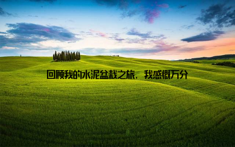 回顾我的水泥盆栽之旅, 我感慨万分