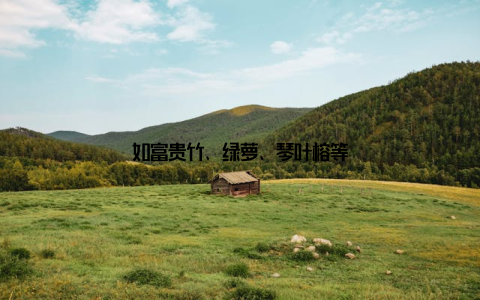 如富贵竹、绿萝、琴叶榕等