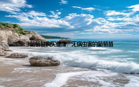 3葡萄苗购买健康、无病虫害的葡萄苗