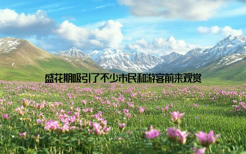 盛花期吸引了不少市民和游客前来观赏