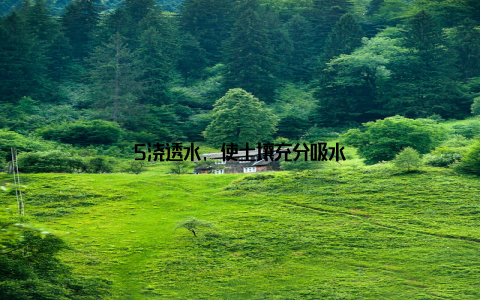 5浇透水, 使土壤充分吸水