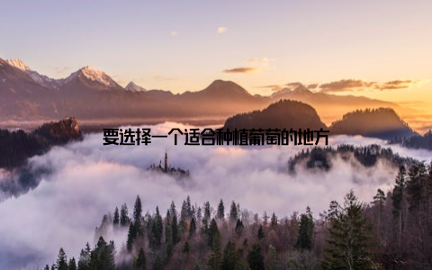 要选择一个适合种植葡萄的地方