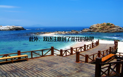 此外, 我还注意到了茶花的施肥