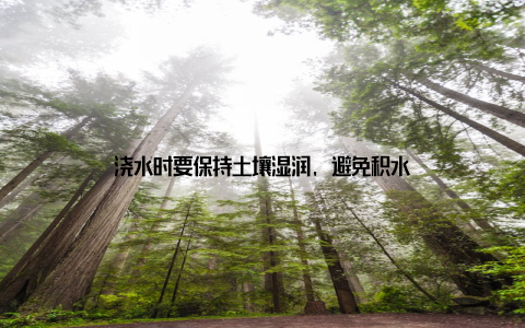 浇水时要保持土壤湿润, 避免积水