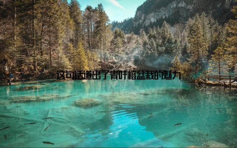 这句话道出了青叶榕盆栽的魅力