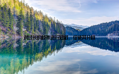 对过长的枝条进行短截, 促使其分枝