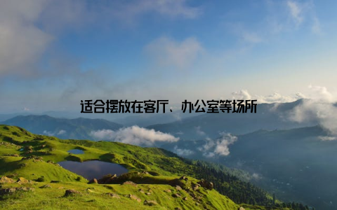 适合摆放在客厅、办公室等场所