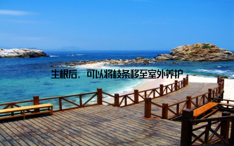 生根后, 可以将枝条移至室外养护