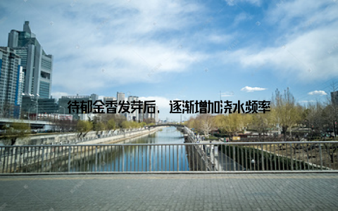 待郁金香发芽后, 逐渐增加浇水频率