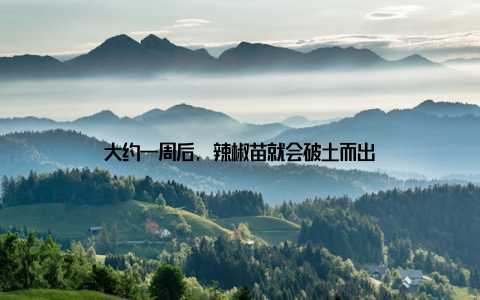 大约一周后, 辣椒苗就会破土而出