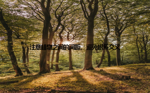 注意植物之间的间距, 避免根系交叉