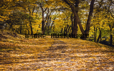 每当看到它, 我就感到无比的欣慰