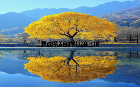 要选择适合的花盆和土壤