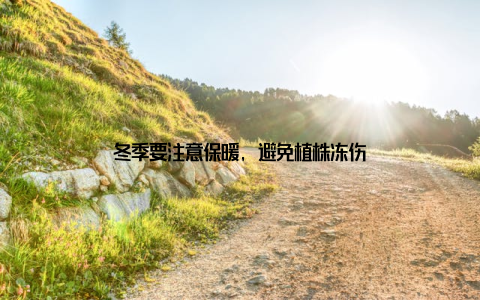 冬季要注意保暖, 避免植株冻伤
