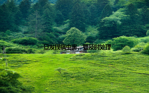 一旦发现病虫害, 要及时处理