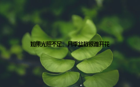 如果光照不足, 月季盆栽很难开花