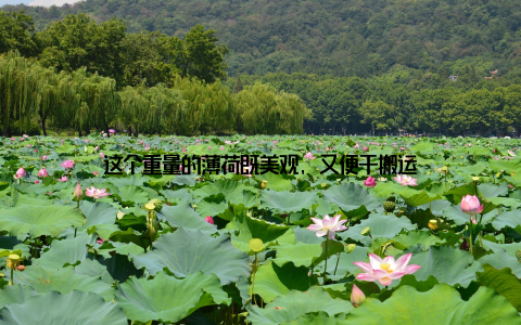 这个重量的薄荷既美观, 又便于搬运