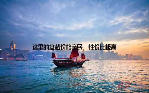 这里的盆栽价格亲民, 性价比极高