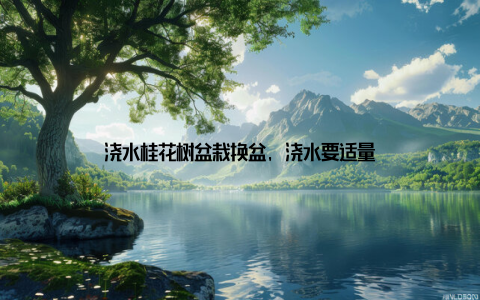 浇水桂花树盆栽换盆, 浇水要适量