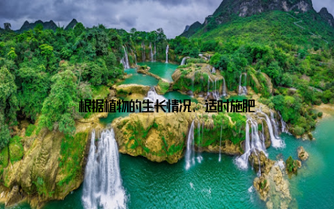 根据植物的生长情况, 适时施肥