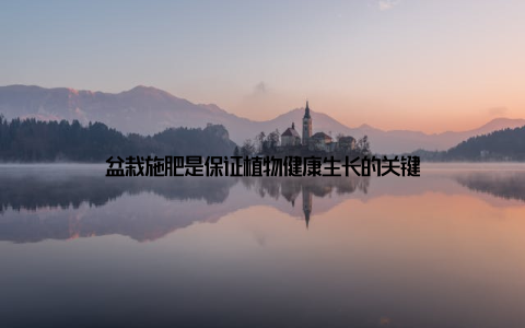 盆栽施肥是保证植物健康生长的关键