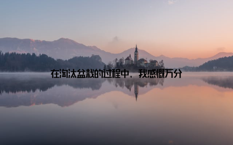 在淘汰盆栽的过程中, 我感慨万分