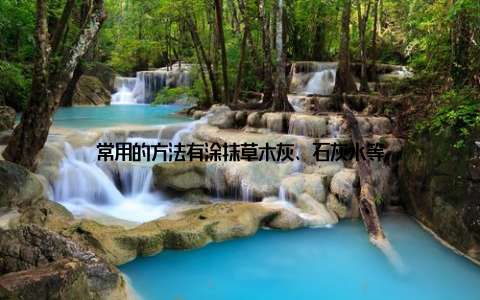 常用的方法有涂抹草木灰、石灰水等