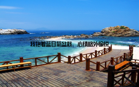 我抱着蓝目菊盆栽, 心情格外愉悦
