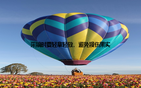 采摘时要轻拿轻放, 避免损伤果实