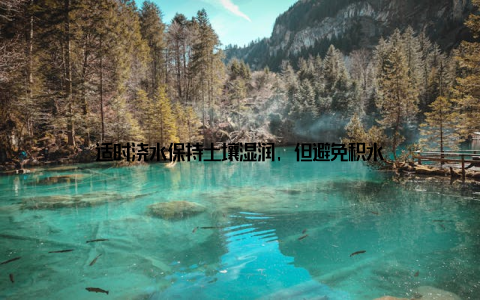适时浇水保持土壤湿润, 但避免积水