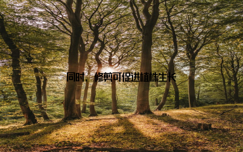 同时, 修剪可促进植株生长