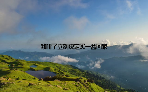我听了立刻决定买一盆回家